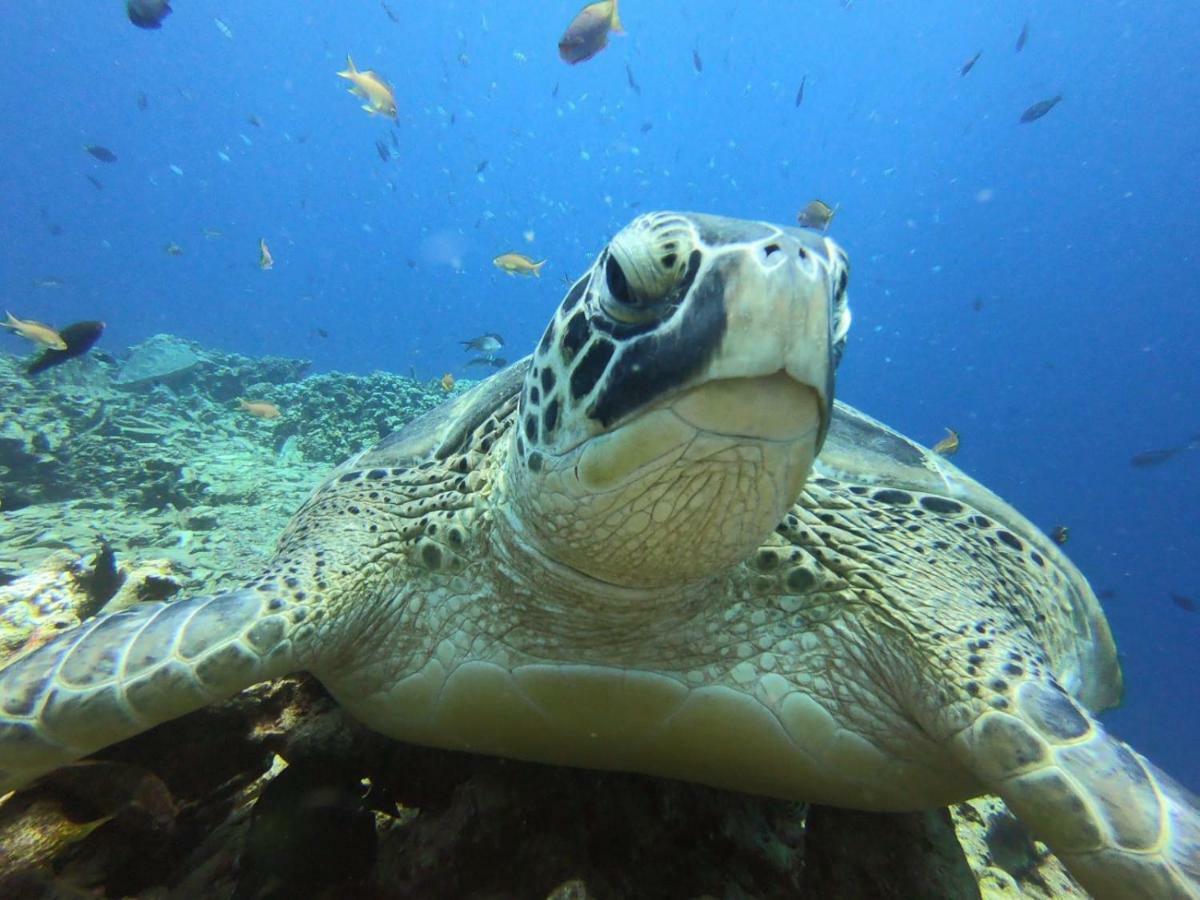 The High Dive Gili Gede By Ultimate Resorts ภายนอก รูปภาพ